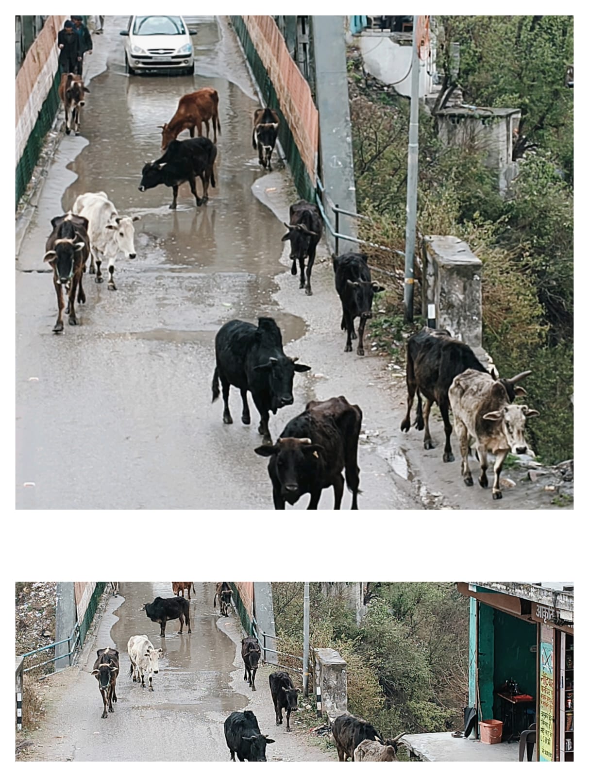 उत्तराखंड में बेसहारा गोवंश की बढ़ती समस्या सरकार के दावे फेल, सड़कों पर भटकते मवेशी